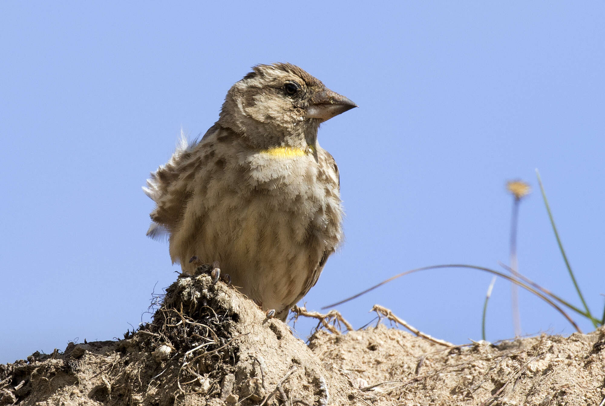 Image of Petronias