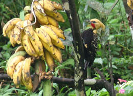 Image of Blond-crested Woodpecker