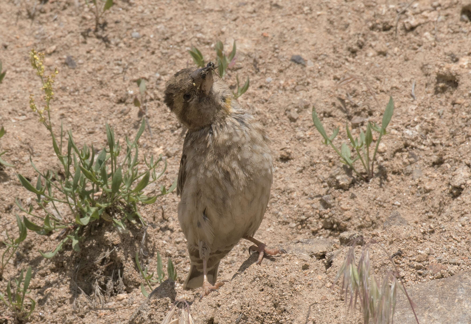 Image of Petronias