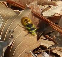 Image of Eastern Yellowjacket