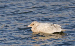 Image of Glaucous Gull