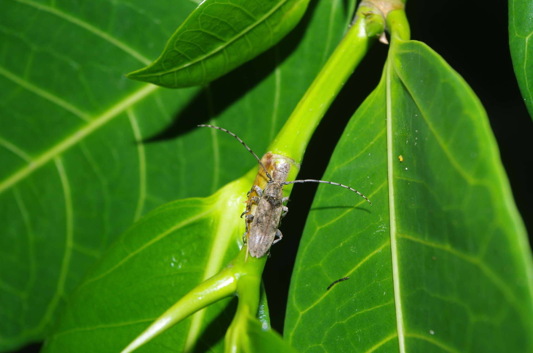 Plancia ëd Mycerinopsis ordinata loochooana (Breuning 1939)