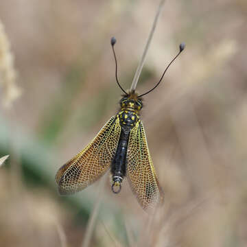 Image of Libelloides longicornis (Linnaeus 1764)