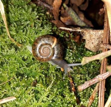 Image of Quimper Snail