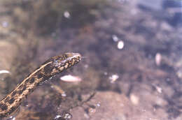 Image de Thamnophis couchii (Kennicott ex Baird 1859)