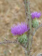 Image of Onopordum illyricum subsp. illyricum