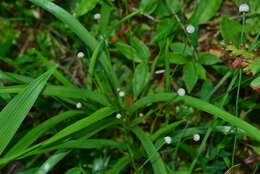 Image of sixangle pipewort