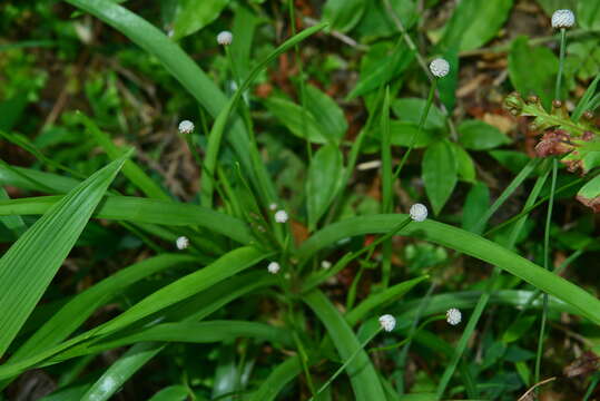 Image of sixangle pipewort