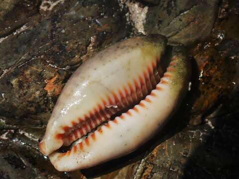 Image of bobcat cowrie