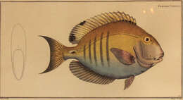 Plancia ëd Acanthurus chirurgus (Bloch 1787)