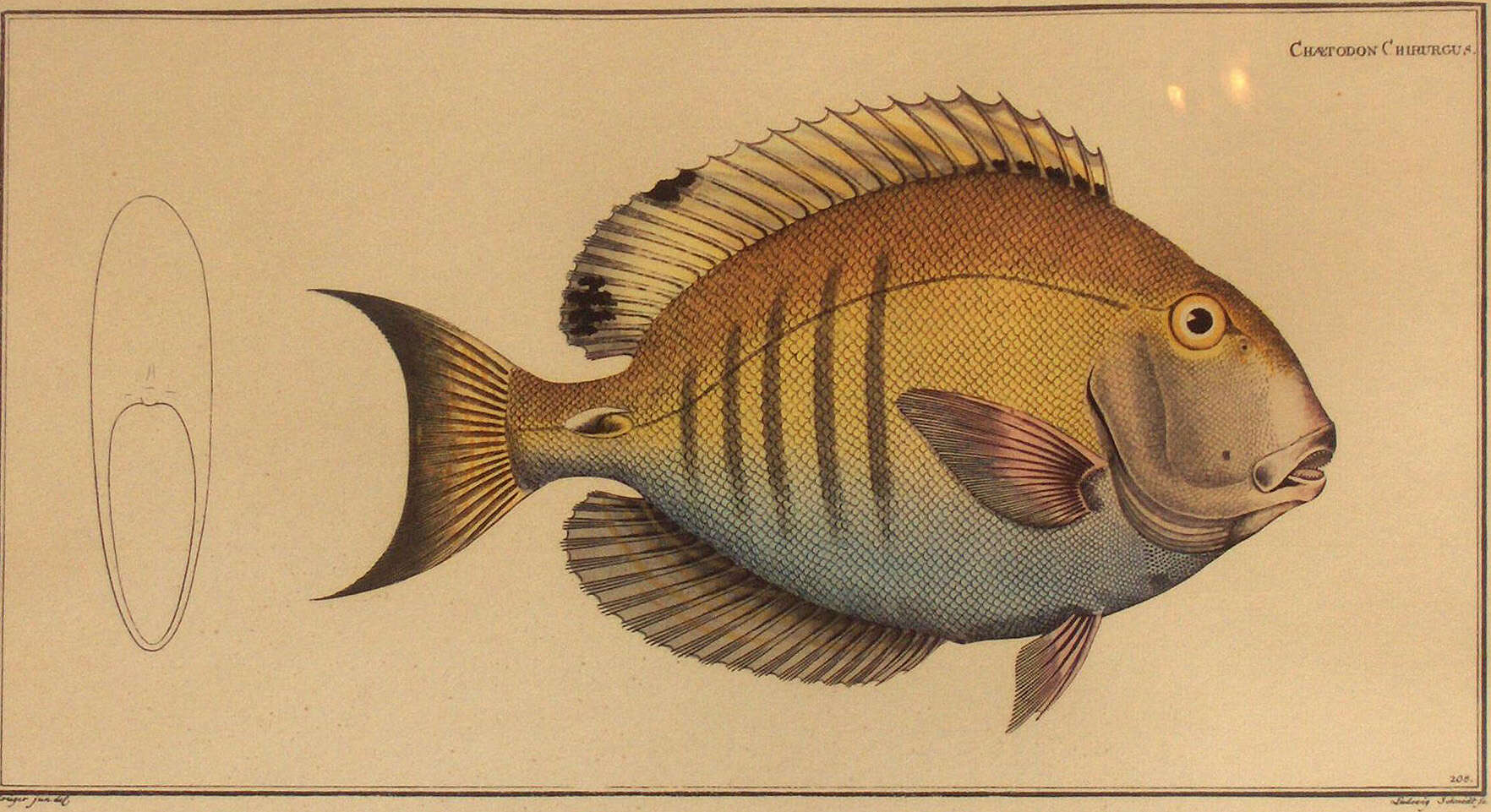 Image of Black Doctorfish