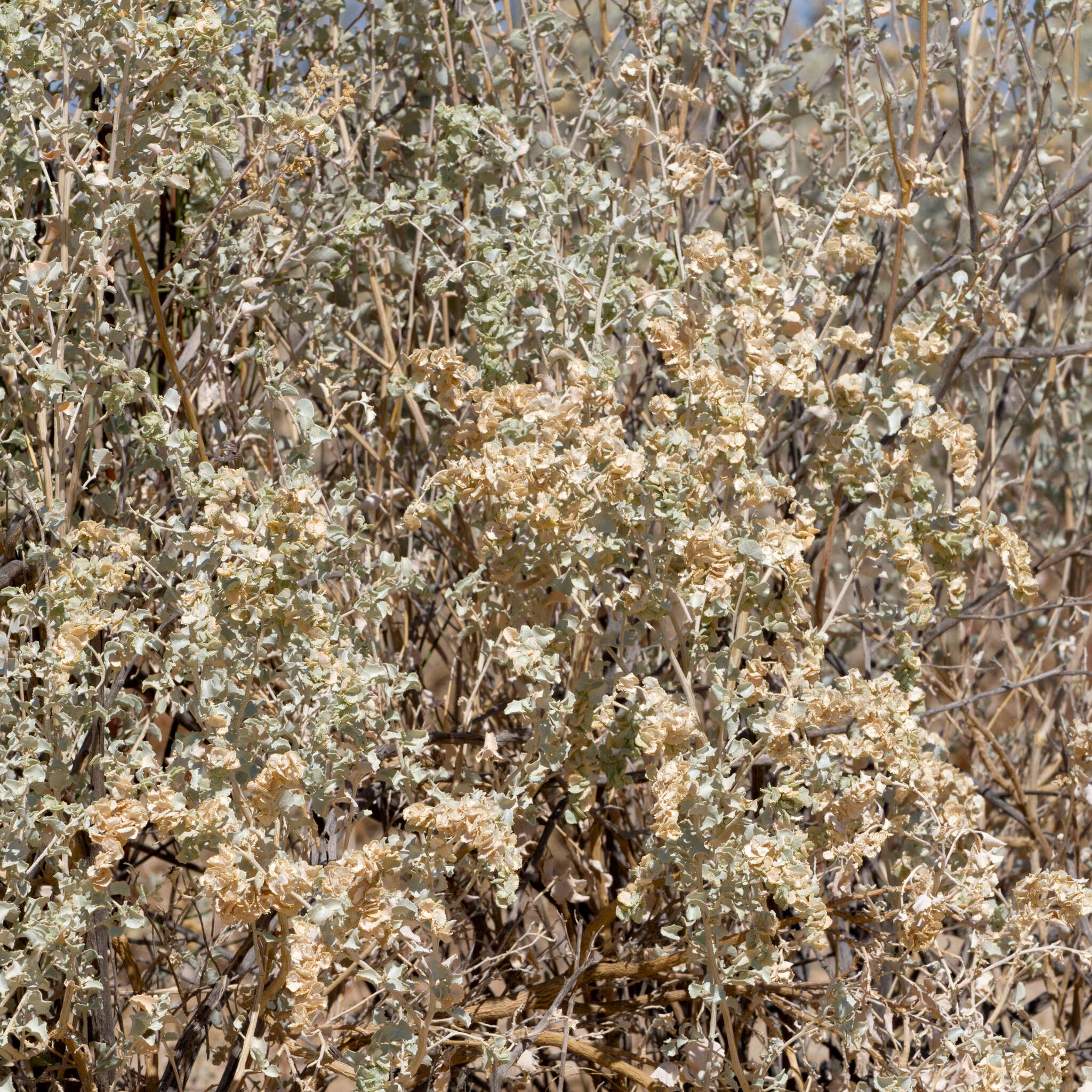 Image of bluegreen saltbush