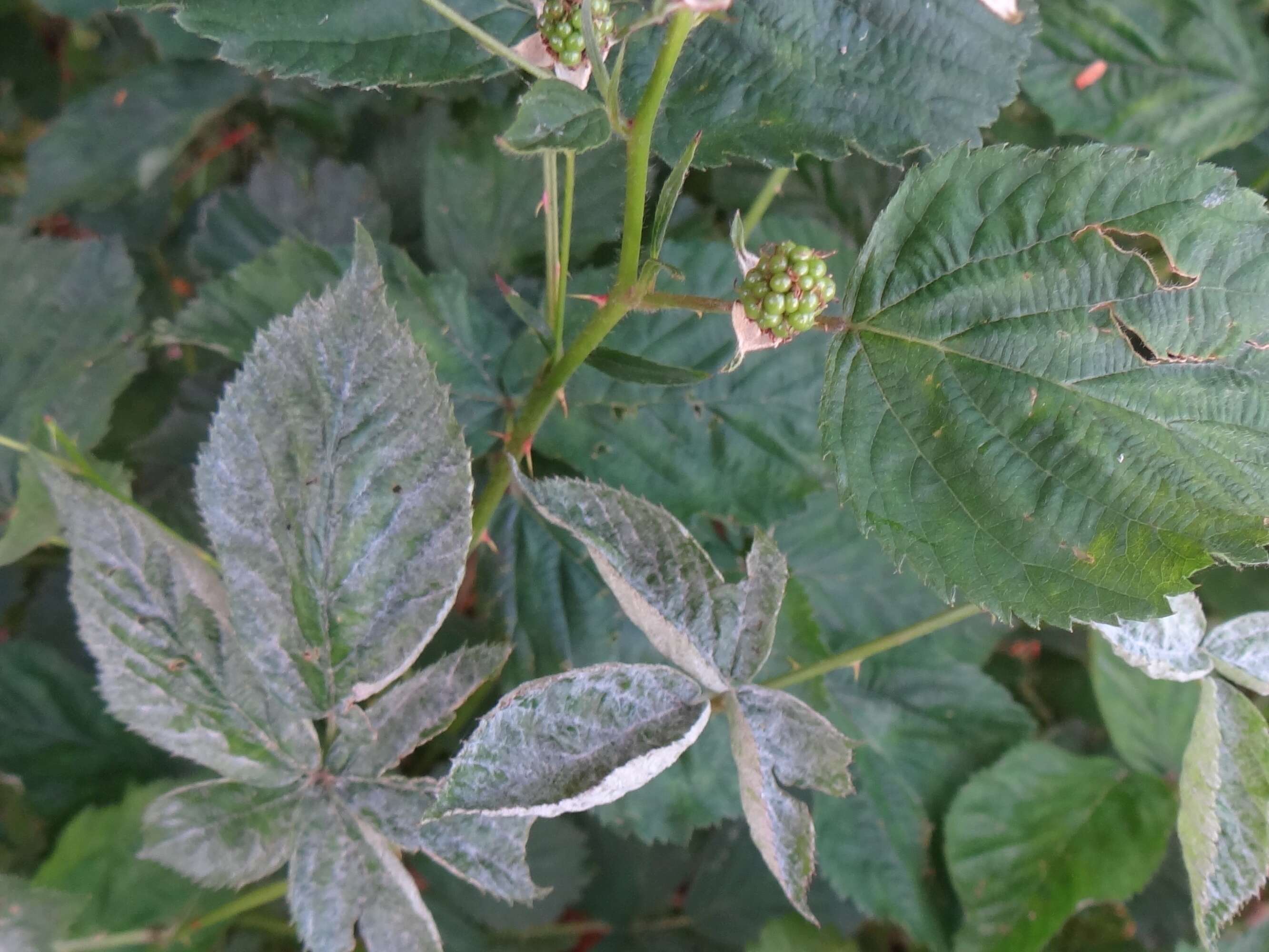 Plancia ëd Podosphaera macularis (Wallr.) U. Braun & S. Takam. 2000