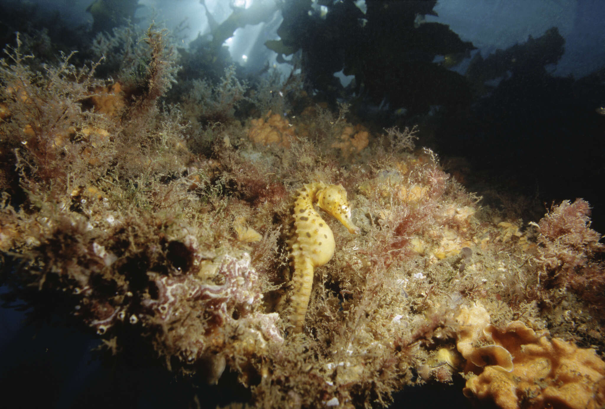 Image of Big-belly Seahorse