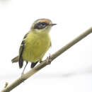 Image of Rufous-lored Tyrannulet