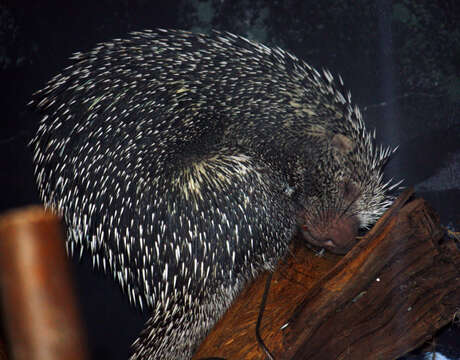 Coendou prehensilis (Linnaeus 1758) resmi