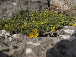 Image of silverweed