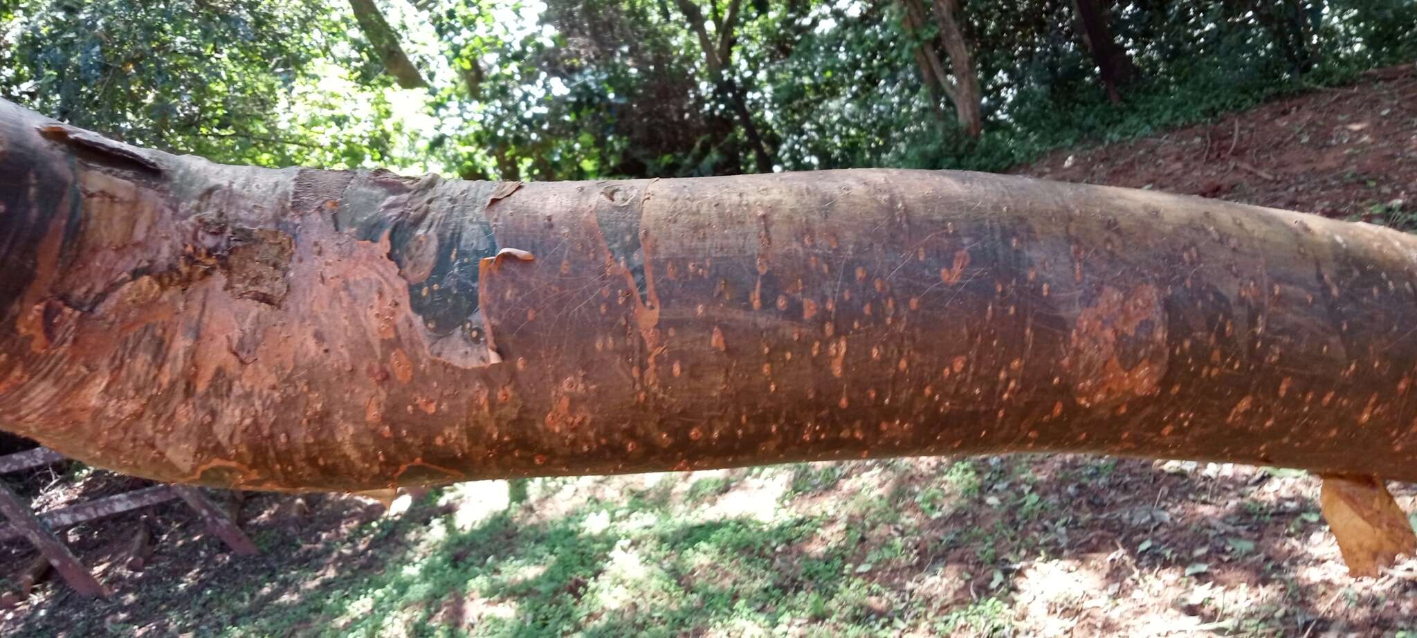 Image of Commiphora harveyi (Engl.) Engl.