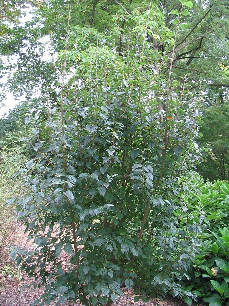 صورة Syringa villosa Vahl