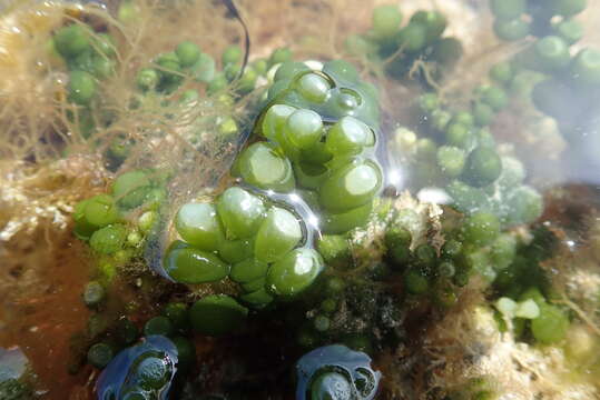 Image of Caulerpa cactoides