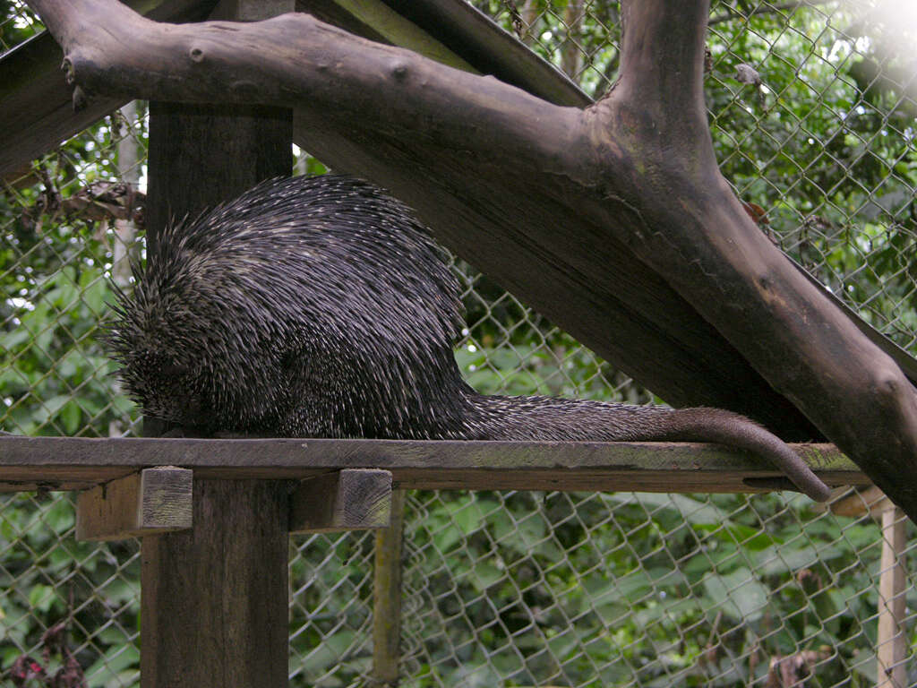 Image of New World porcupines
