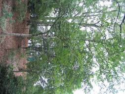 Image of Japanese Zelkova