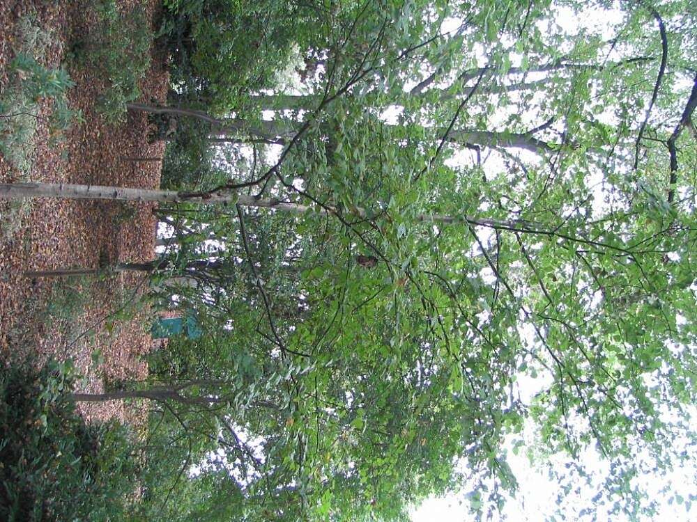 Image of Japanese Zelkova