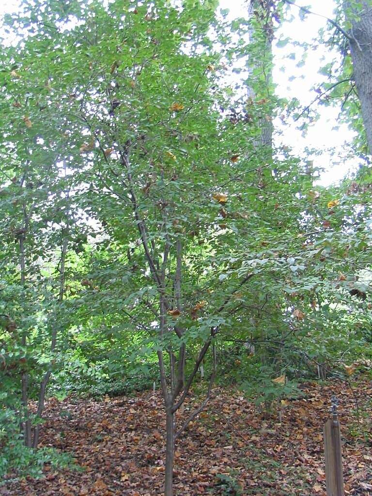 Image of Japanese Tree Lilac