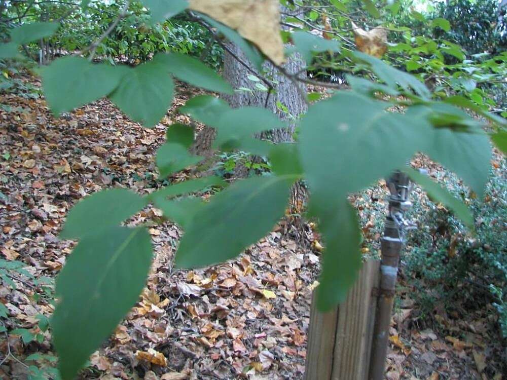 Image of Japanese Tree Lilac