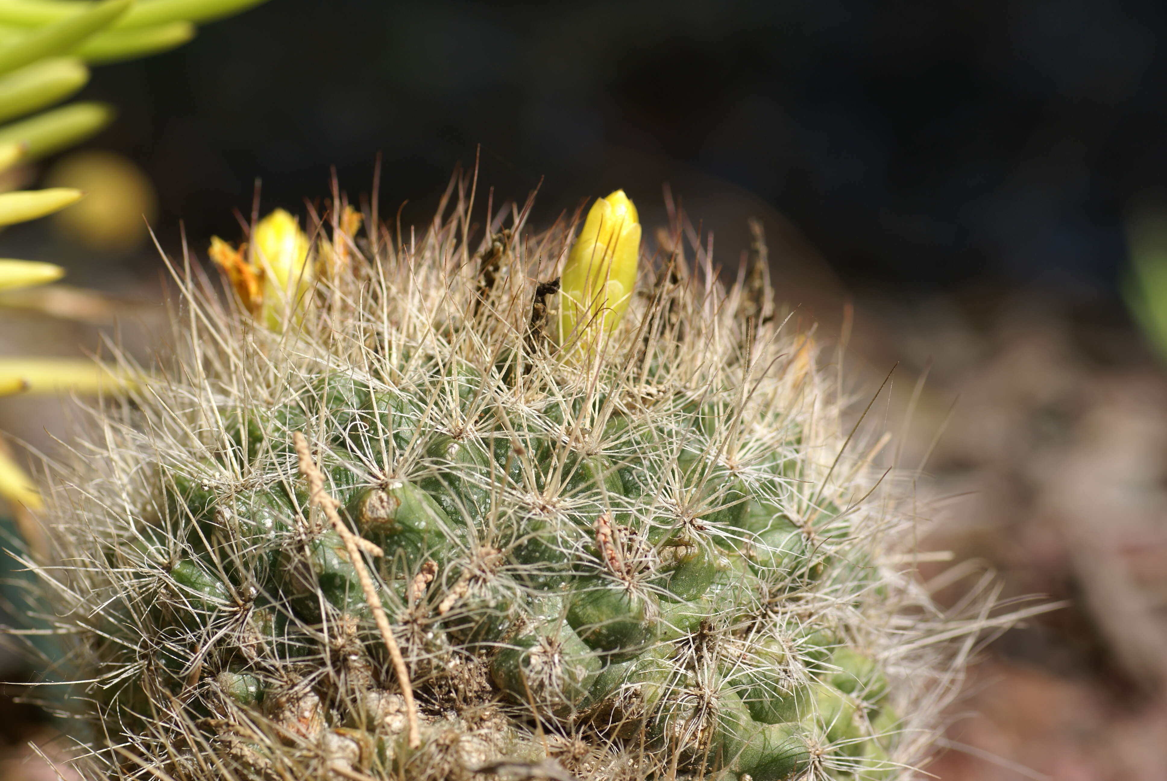 Image of Mammillaria weingartiana Boed.