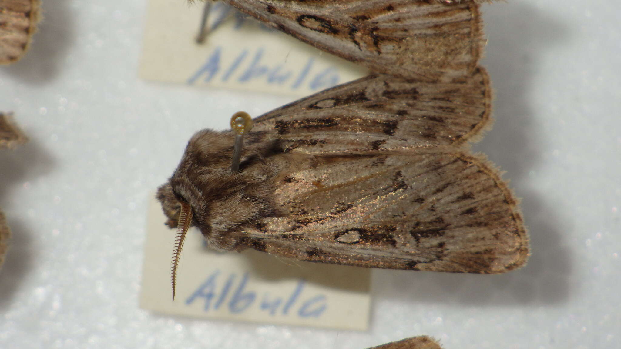 Image of Agrotis fatidica Hübner 1824