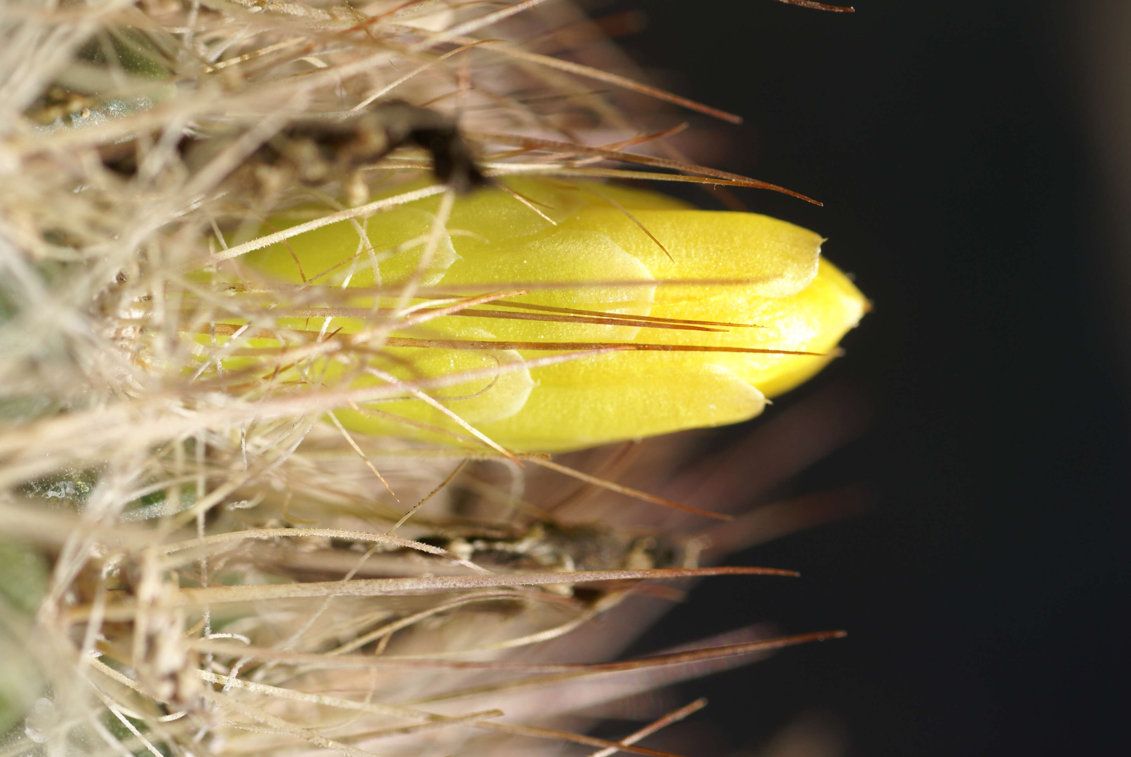 Image of Mammillaria weingartiana Boed.