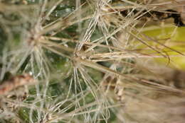 Image of Mammillaria weingartiana Boed.