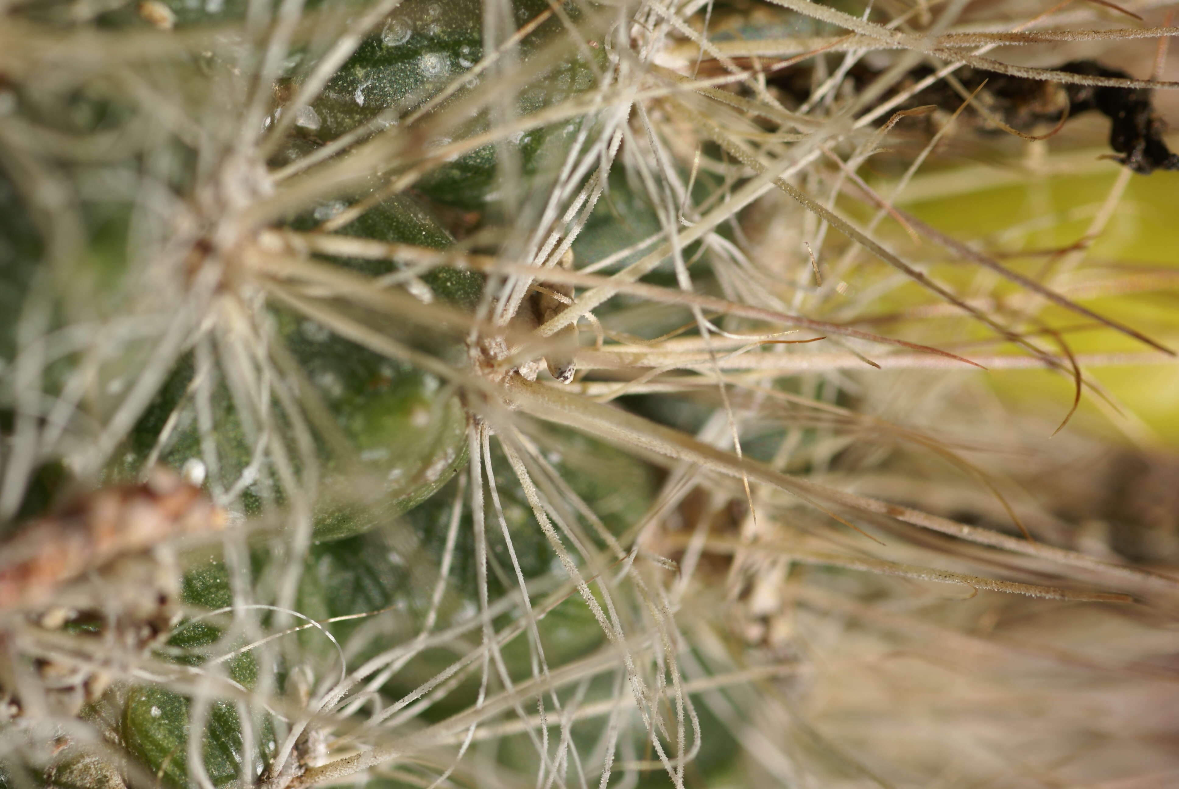 Plancia ëd Mammillaria weingartiana Boed.