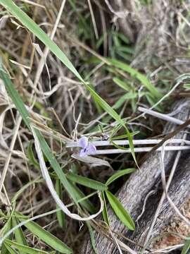 Image of <i>Glycine rubiginosa</i>