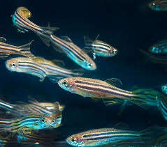 Image of Danio