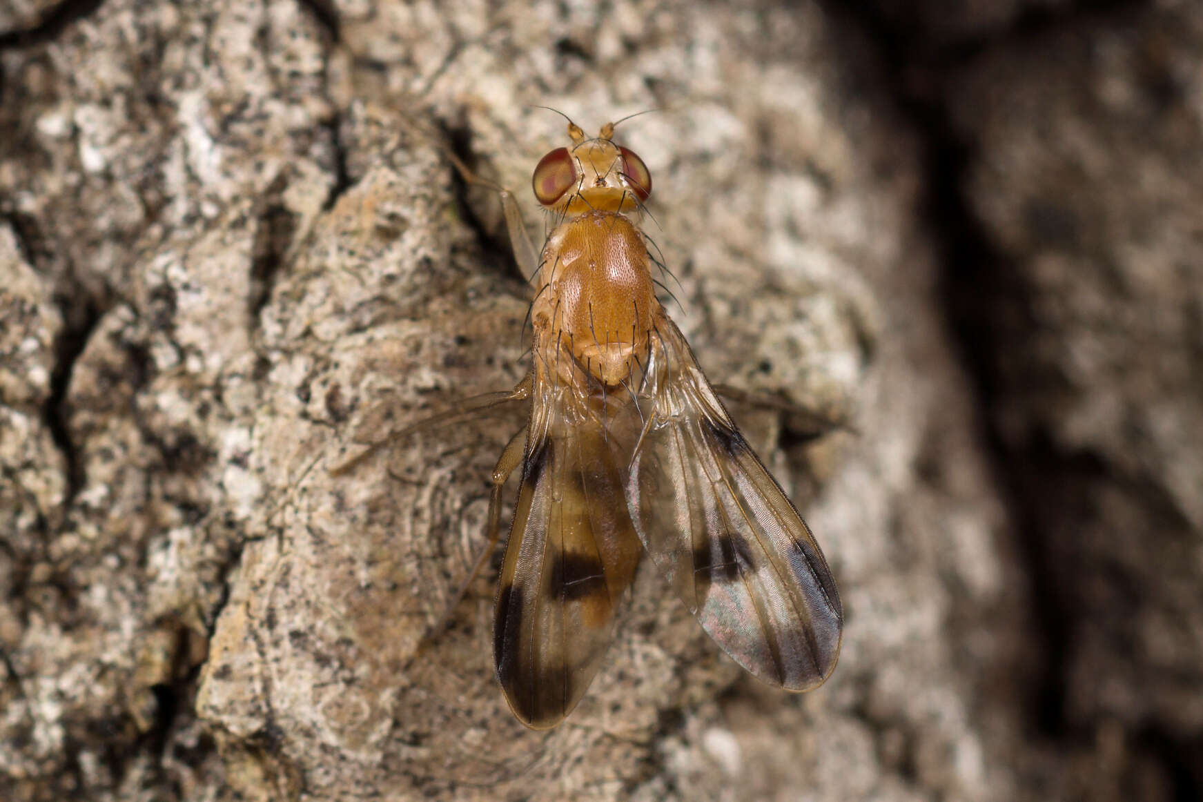 Image of Clusia tigrina Fallen 1820