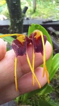 Image of Masdevallia bicolor Poepp. & Endl.