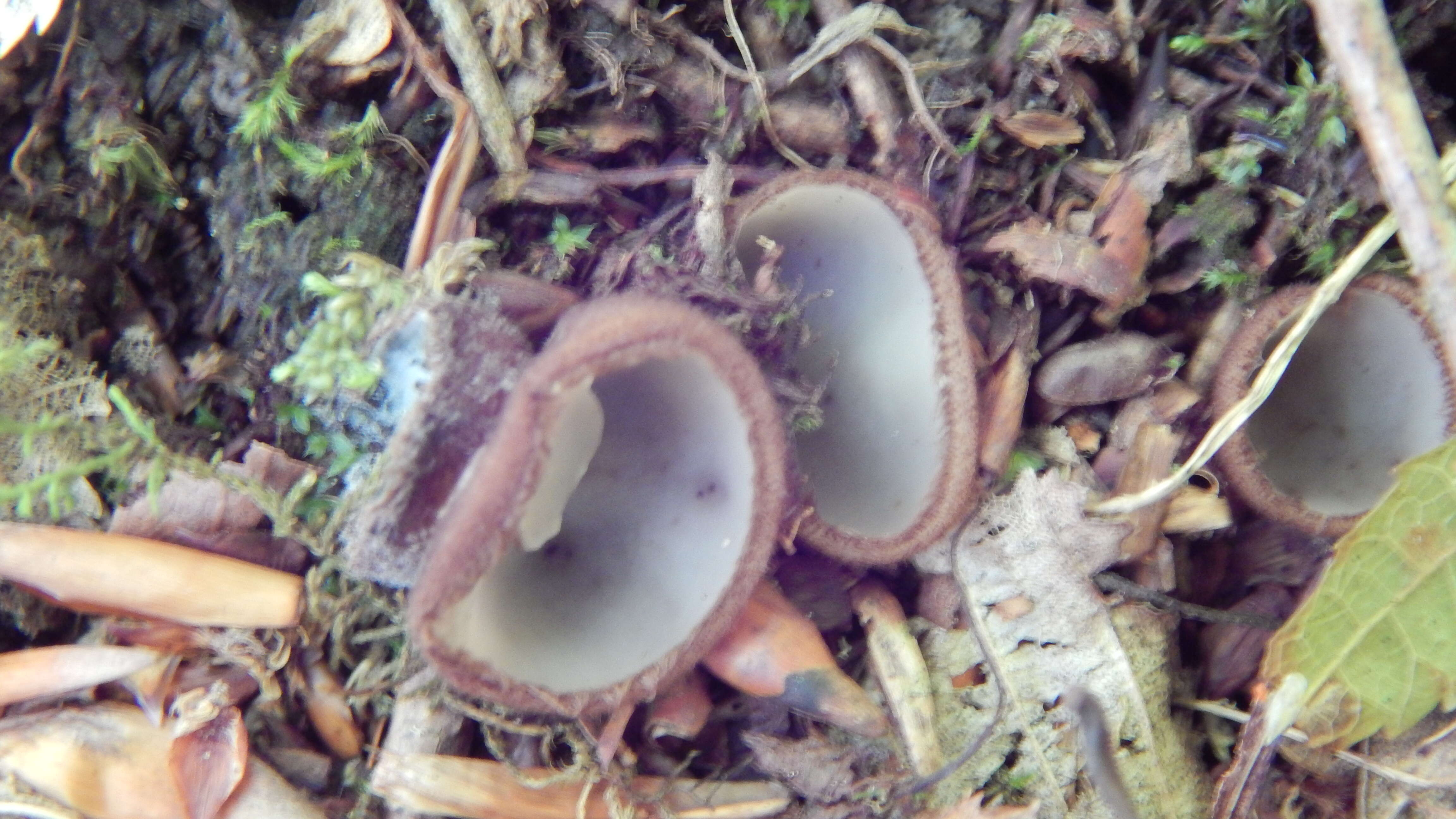 Image of ear fungus