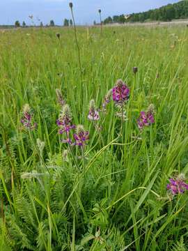 Image of Oxytropis campanulata Vassilcz.