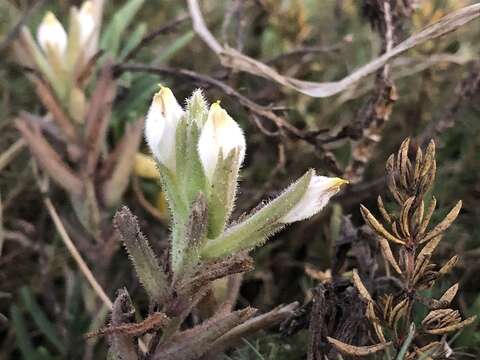 Image de Chloropyron maritimum subsp. maritimum