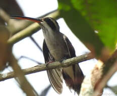 Image of Pale-bellied Hermit