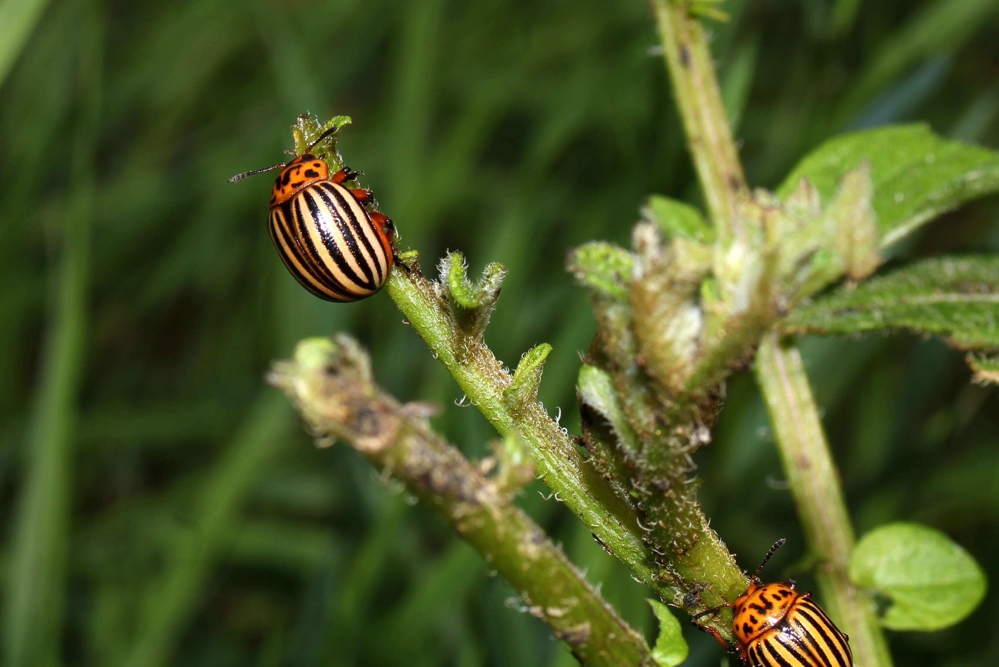 Image of Colorado potato beetle