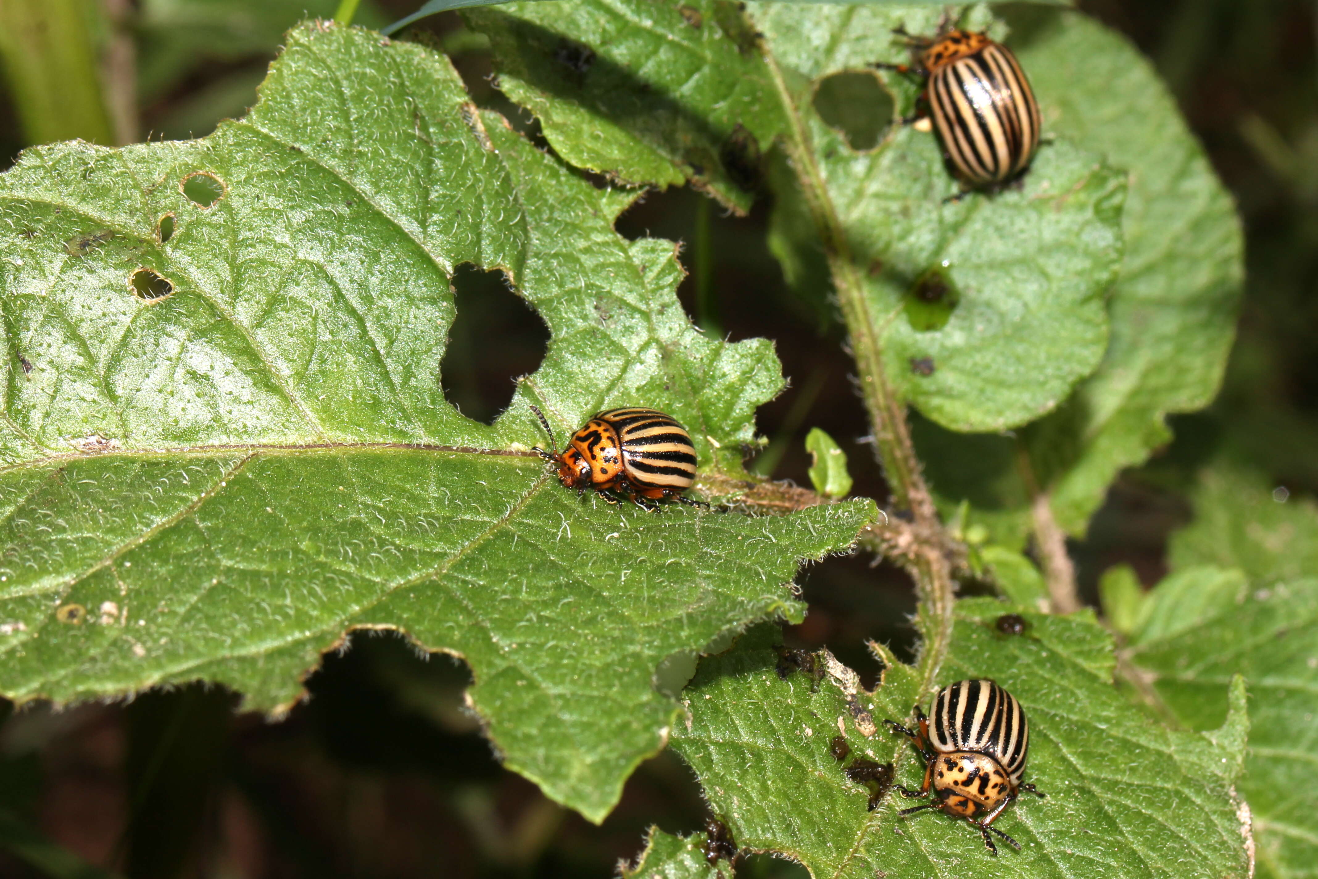 Image of Colorado potato beetle