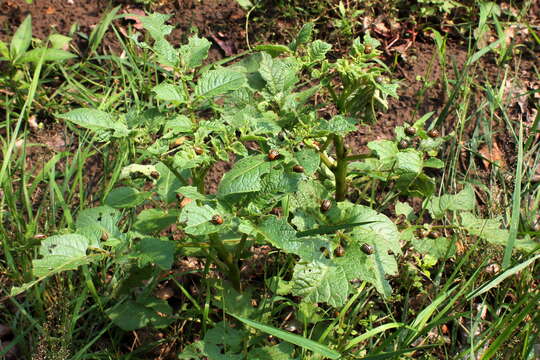 Image of Colorado potato beetle