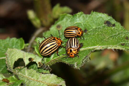 Image of Colorado potato beetle