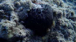 Image of black leather sponge