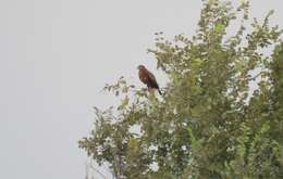 Image of Buteo buteo menetriesi Bogdanov 1879