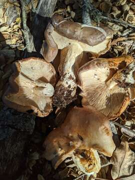 Слика од Lactarius argillaceifolius Hesler & A. H. Sm. 1979