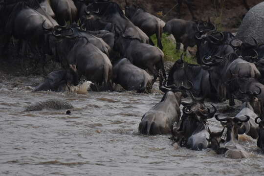 Image of Western white-bearded Wildebeest